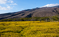 Yellow field in front of trees and mountains